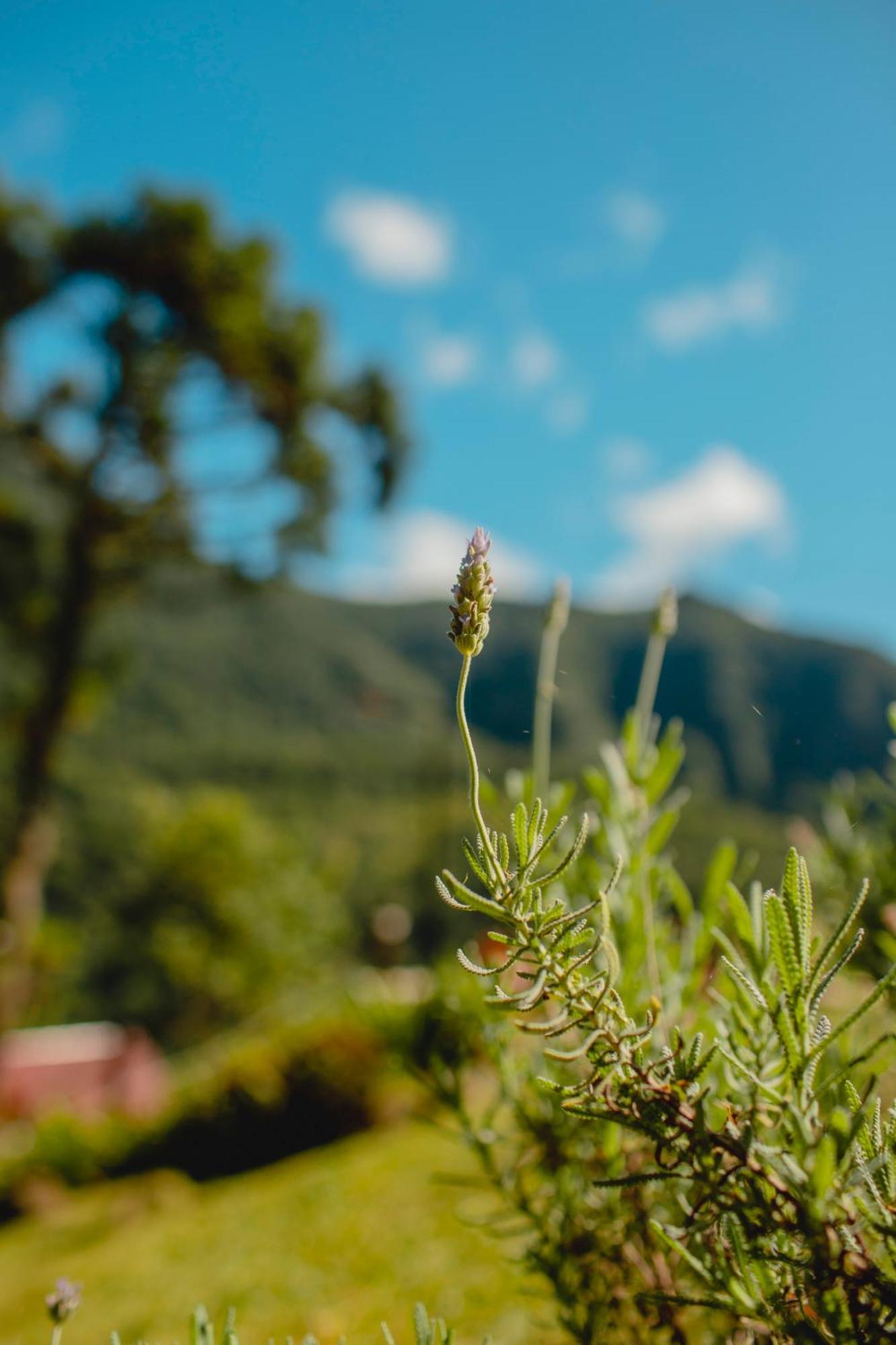 Pousada Bugio Da Serra Hotel Novo Horizonte  ภายนอก รูปภาพ